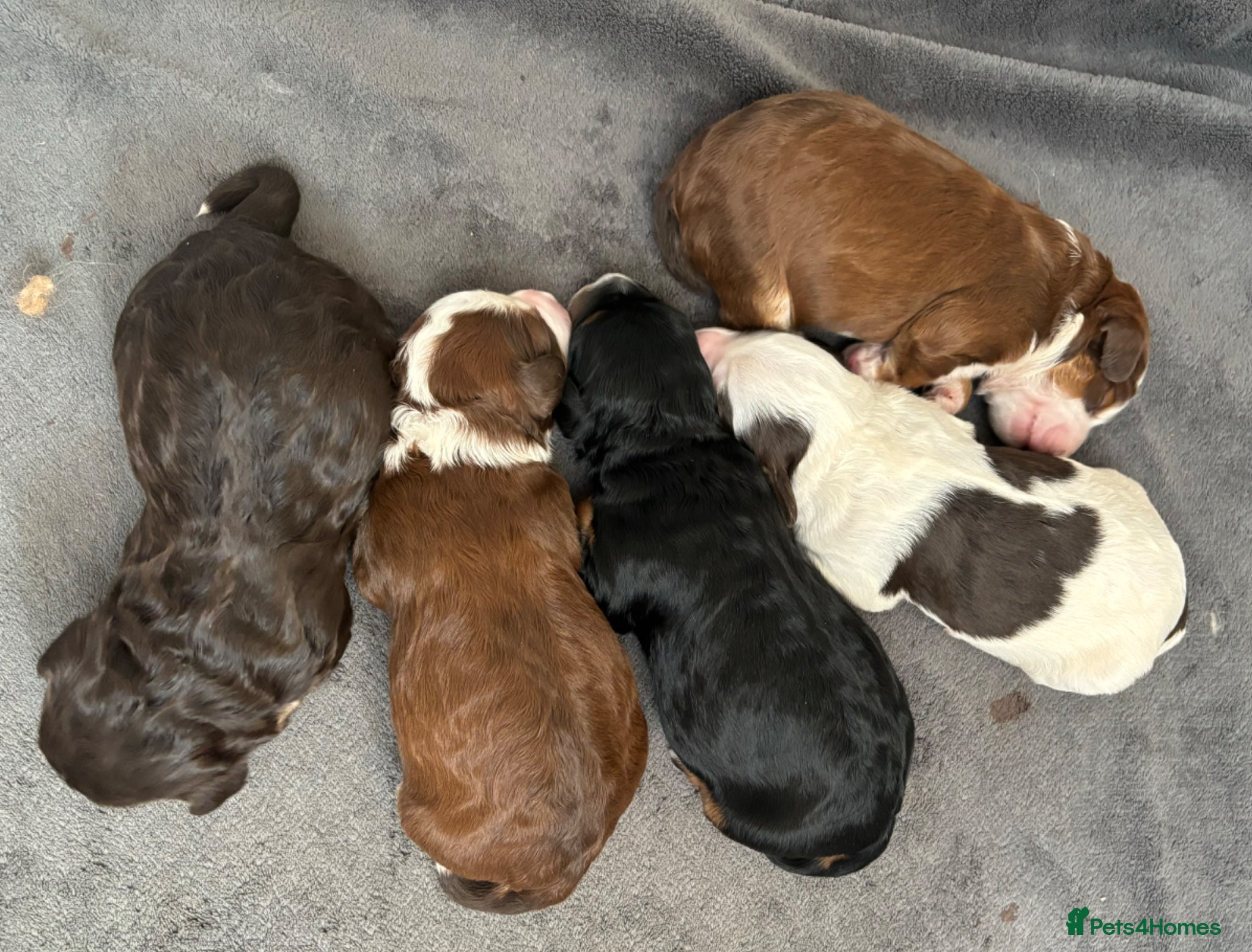 Mixed Breed dogs Mini Bernedoodle Litter 💙💕  - Advert 4