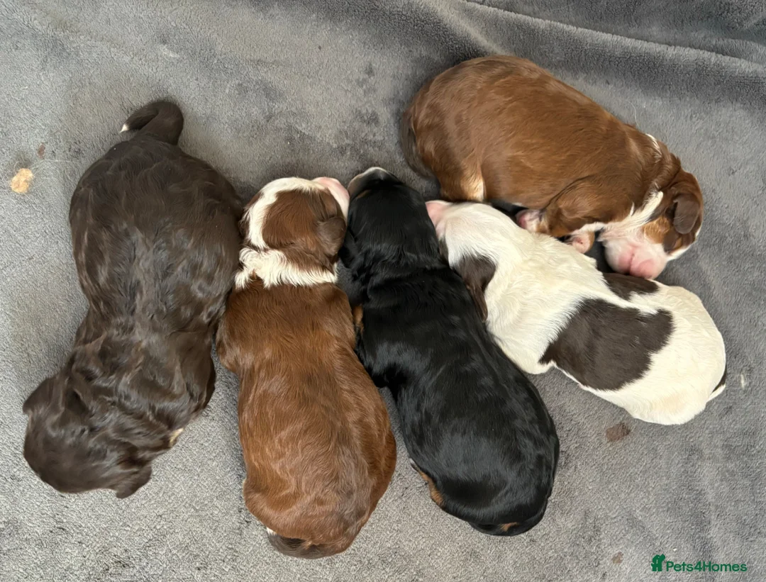 Mixed Breed dogs for sale: Mini Bernedoodle Litter 💙💕  - Advert 1