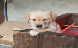 Labrador Retriever dogs for sale: Gorgeous Labrador puppies for sale - Image 24
