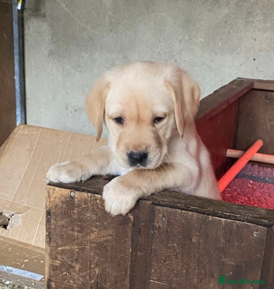 Labrador Retriever dogs for sale: Gorgeous Labrador puppies for sale - Image 24