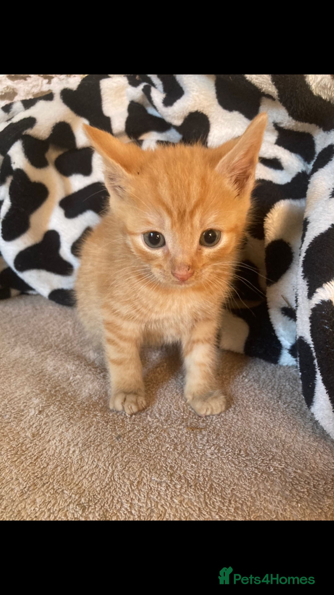 Maine Coon cats for sale: Maine coon x - Image 29