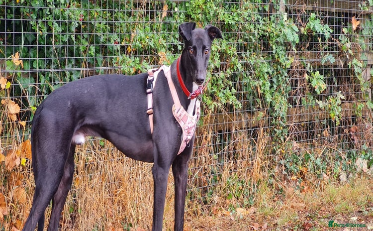 Greyhound dogs - Advert 1
