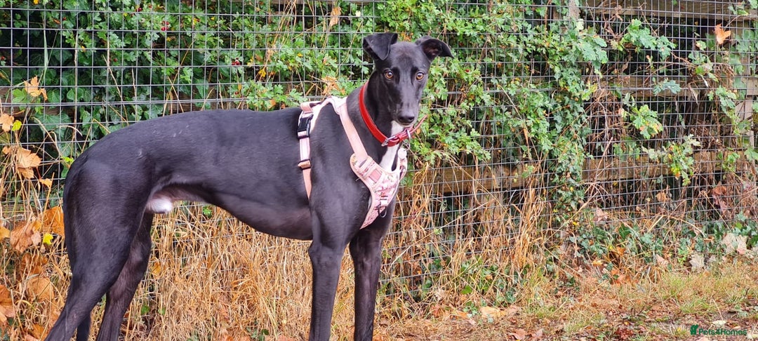 Greyhound dogs for adoption: Barry - Image 1