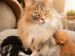 Mixed Breed cats Two Boys left with Maine Coon features - Advert 7