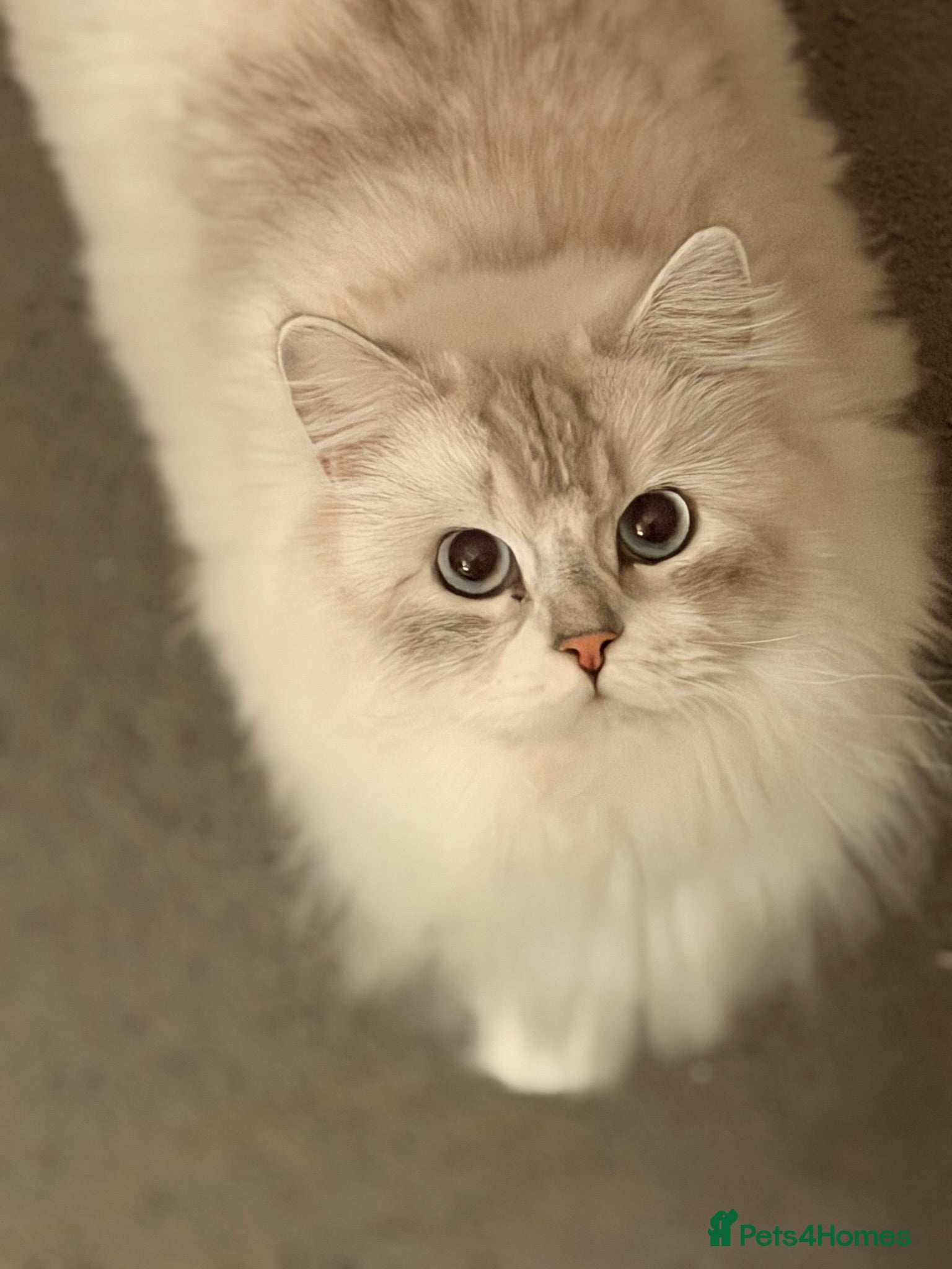 British Longhair cats Beautiful British Longhair Boy with Blue Eyes - Advert 1