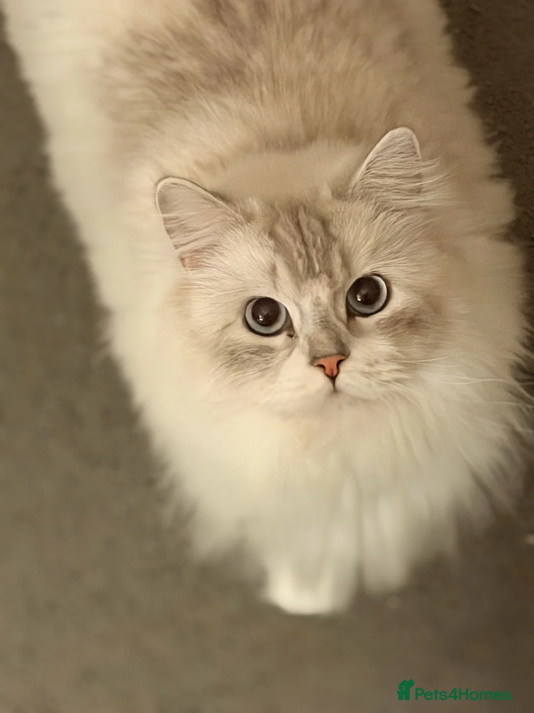 British Longhair cats for sale: Beautiful British Longhair Boy with Blue Eyes - Advert 1