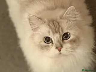 British Longhair cats Beautiful British Longhair Boy with Blue Eyes - Advert 1