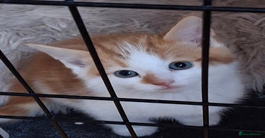 Mixed Breed cats - Advert 1