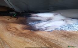 Ragdoll cats for sale: Half rag doll for sell  - Image 5