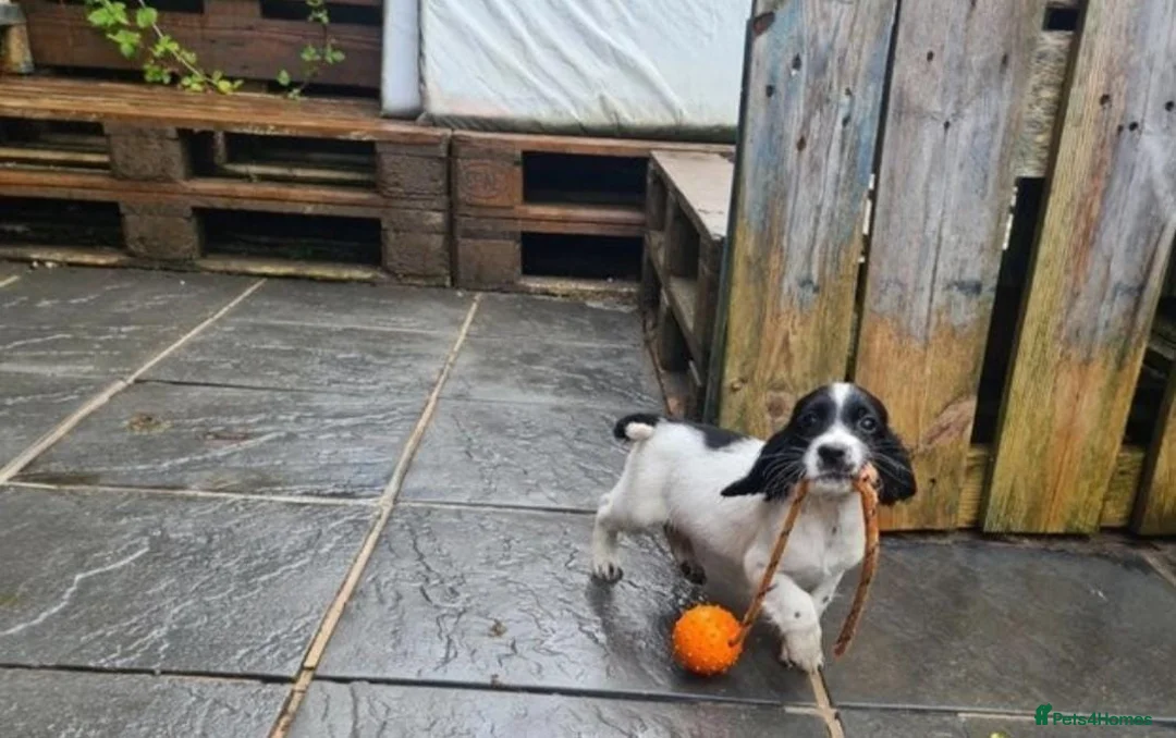 English Springer Spaniel dogs for stud: Proven Liver & White English Springer Spaniel Stud in Swansea - Advert 15