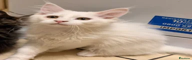 Kitten 2