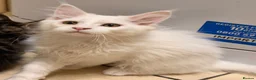 Maine Coon cats for sale: 4 stunning babies - Advert 7