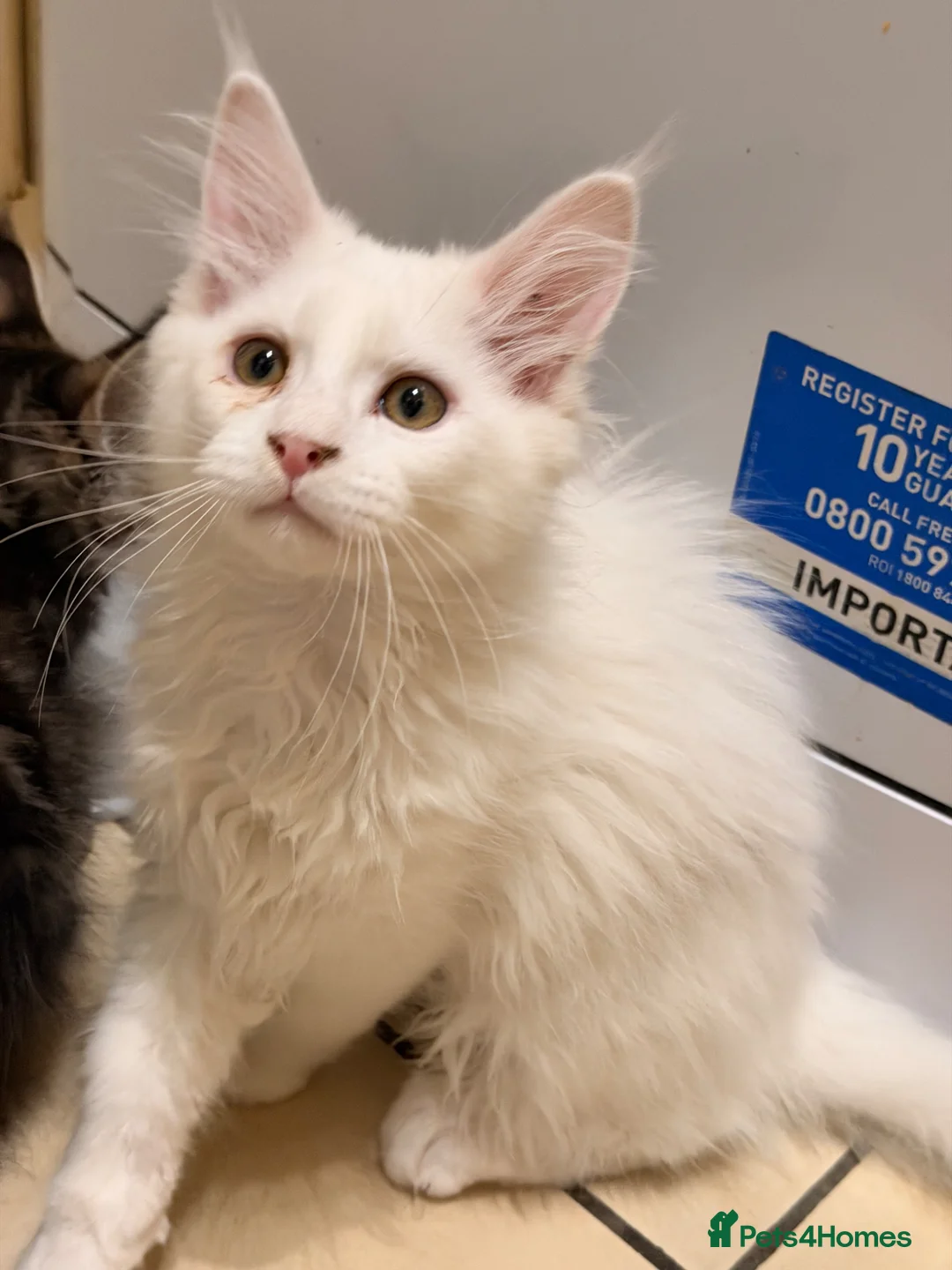 Maine Coon cats for sale: 4 stunning babies - Advert 7