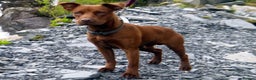 Patterdale Terrier dogs for stud:  Patterdale Terrier( Wheeler Line )Derbyshire in Alfreton - Advert 3