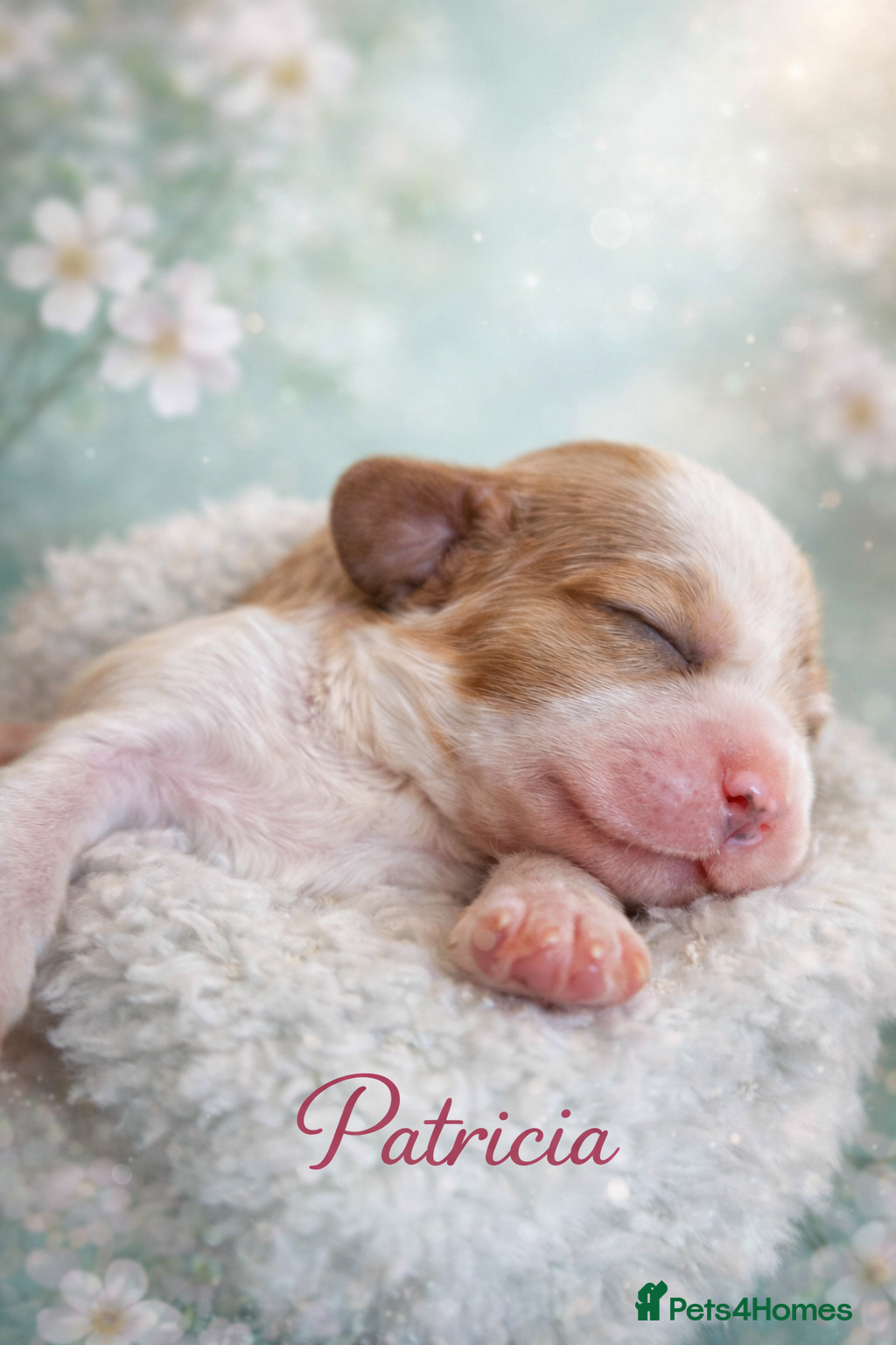 Cavalier King Charles Spaniel dogs KC reg  spaniels health tested parents boys girls - Advert 5