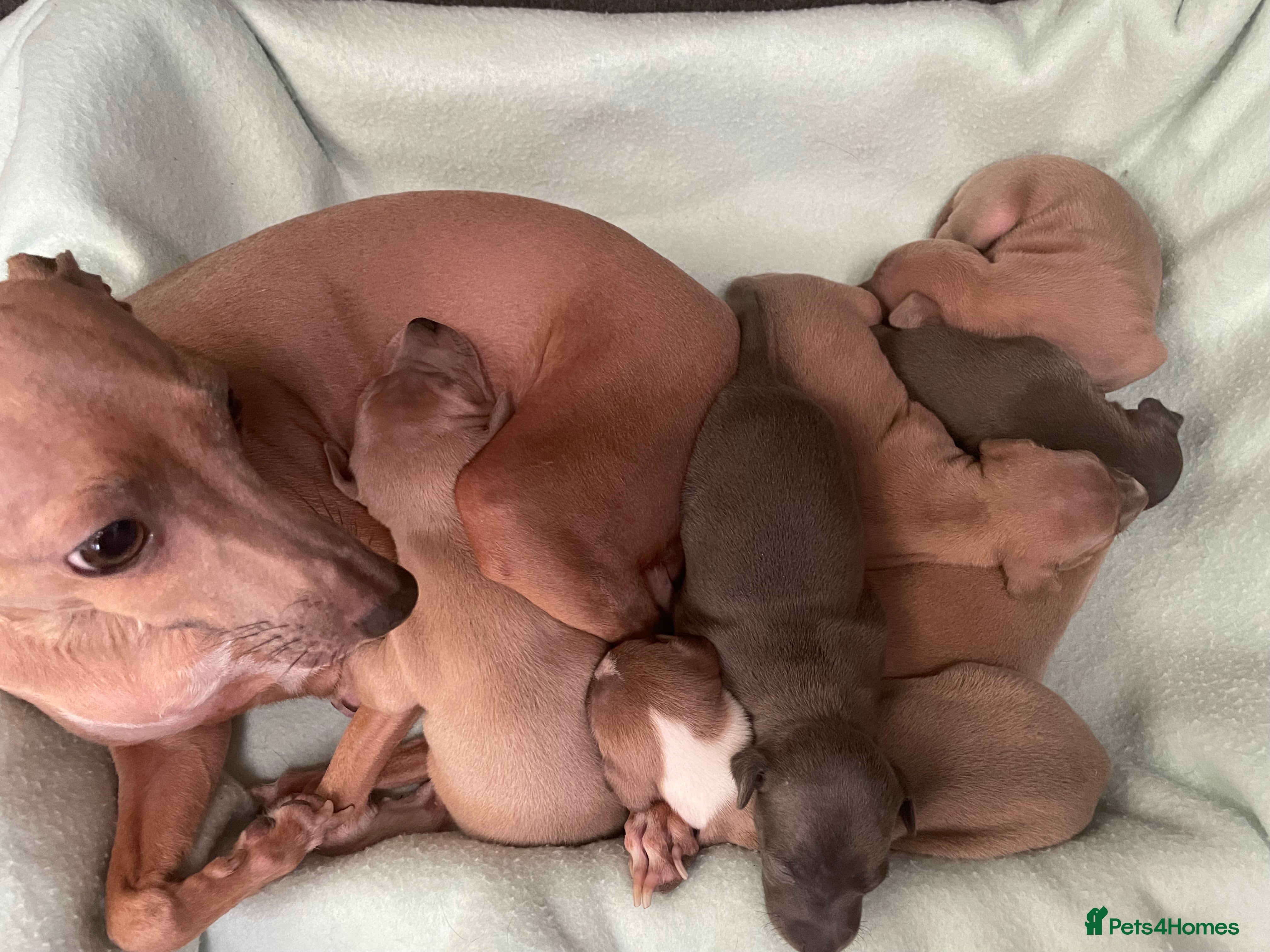 Italian Greyhound dogs Italian greyhound puppies  in Oswestry - Advert 1