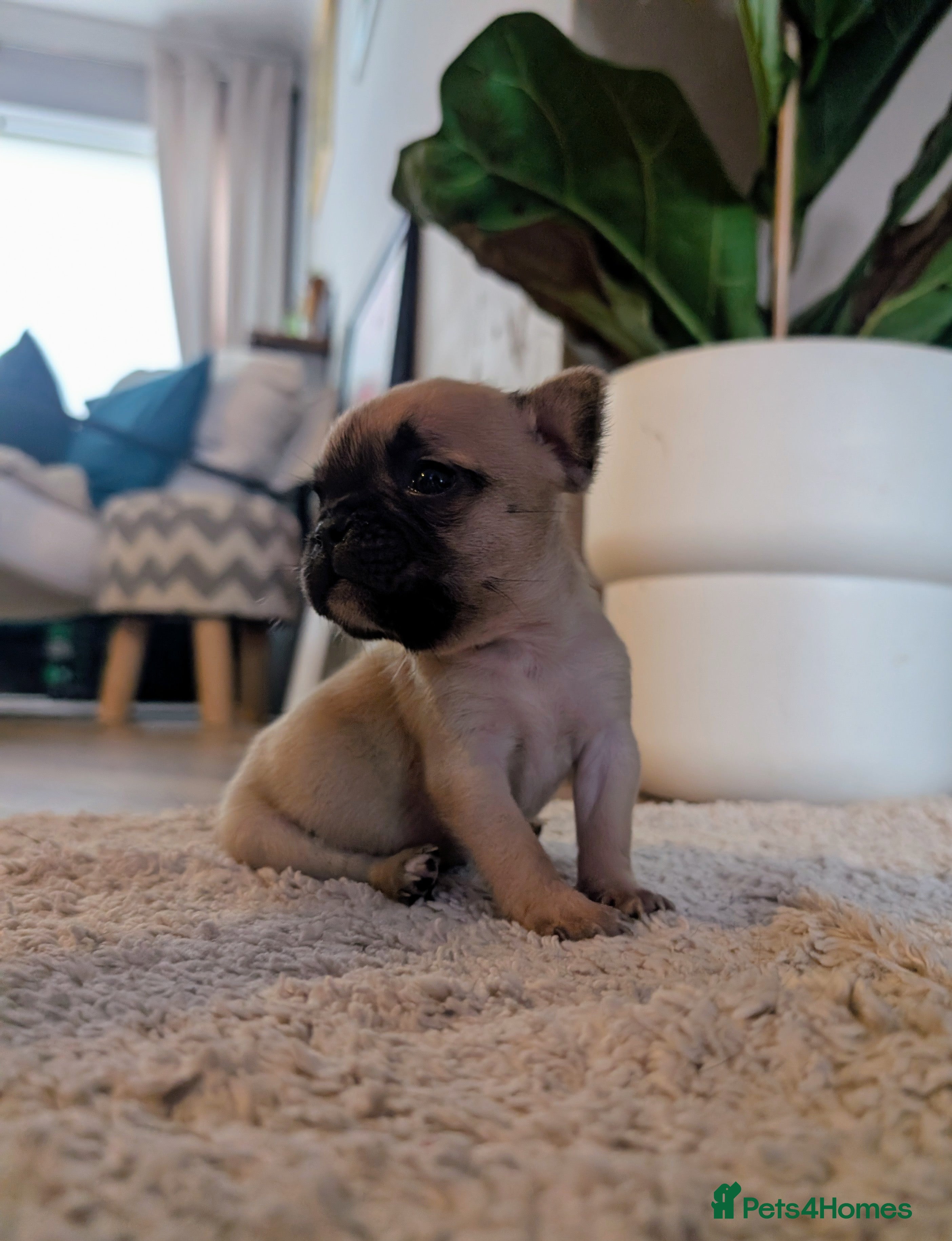 French Bulldog dogs *last one*Mixed (75%) French Bulldog Frenchie - Advert 17