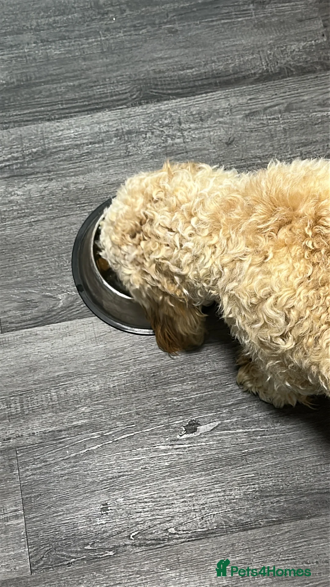 Cavapoo dogs for sale: Beautiful male cavapooo  - Advert 9