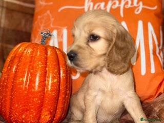 Cocker Spaniel dogs - Advert 5