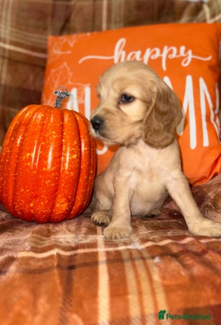 Cocker Spaniel dogs - Advert 2
