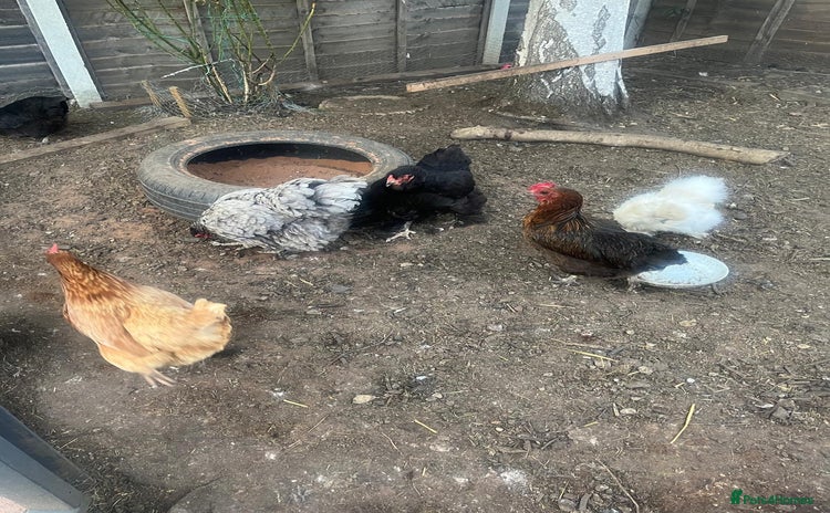 Chickens poultry - Advert 12