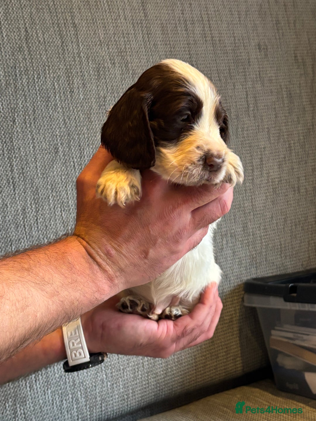 Cocker Spaniel dogs for sale: Stunning cocker spaniel puppies  - Advert 4