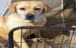 Labrador Retriever dogs for sale: WE PREGNANT BIG CHUNKY SHOW TYPE LABRADOR PUPPYS - Image 3