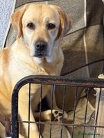 Labrador Retriever dogs - Advert 2