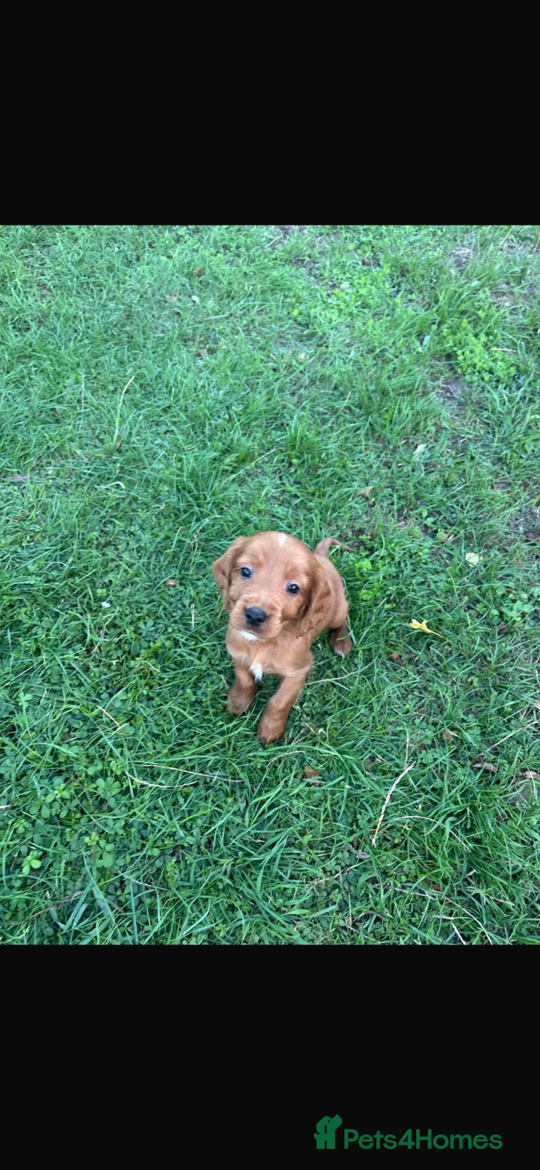Cockapoo dogs for sale: Beautiful cockerpoo puppies  in Chelmsford - Advert 7