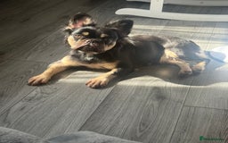 French Bulldog dogs for sale: My sweet fluffy French bulldog  - Image 3