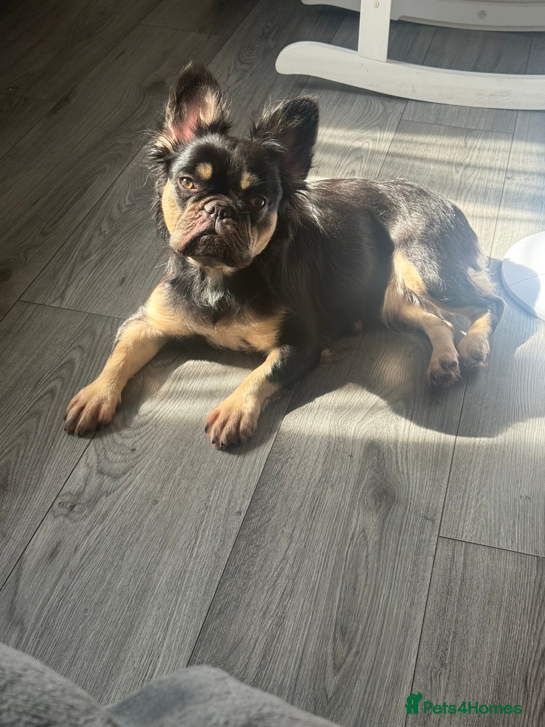 French Bulldog dogs for sale: My sweet fluffy French bulldog  - Image 3