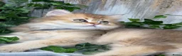 British Longhair cats for sale: British Longhair golden shaded kittens TICA - Advert 7