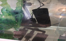 Axolotl reptiles for sale: Adult axolotl a full set up for sale - Image 4