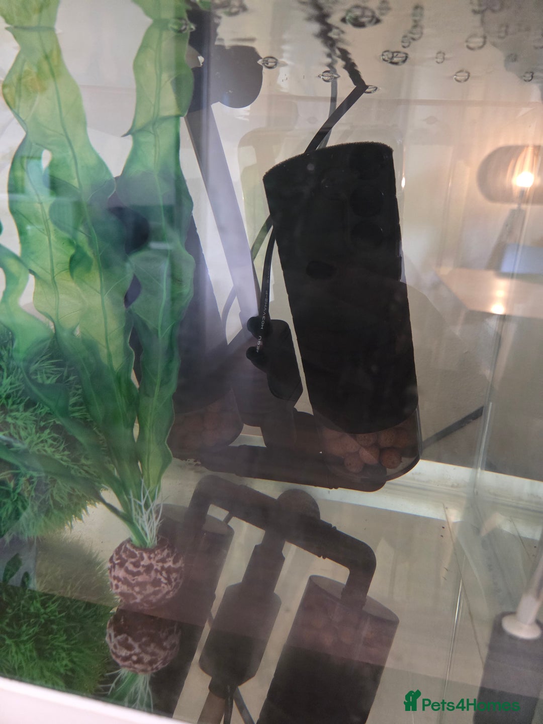 Axolotl reptiles for sale: Adult axolotl a full set up for sale - Image 4