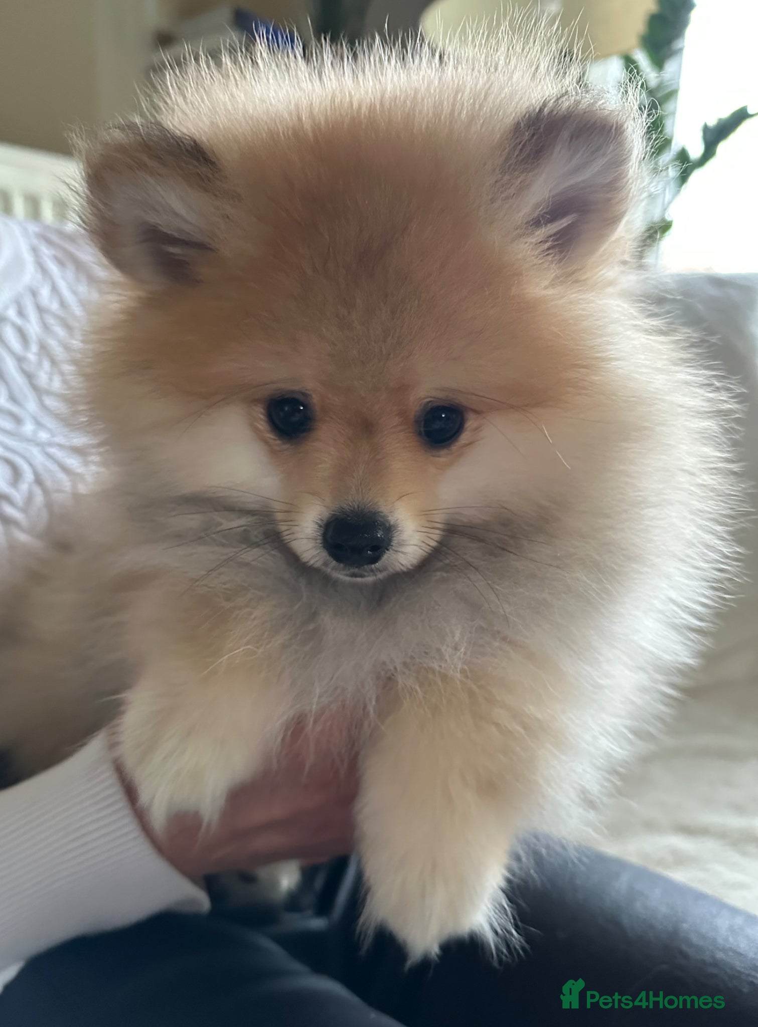 Pomeranian dogs Pomeranian puppies - 1 last puppy left  - Advert 17