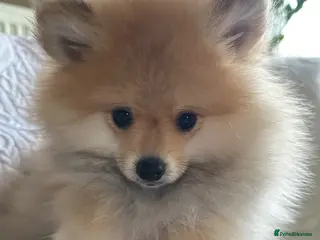 Pomeranian dogs Pomeranian puppies - 1 last puppy left - Advert 17