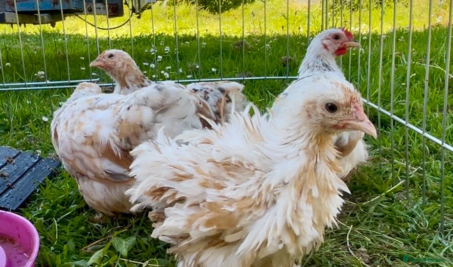 Chickens poultry Millifleur bantams smooth/frizzle - Advert 17