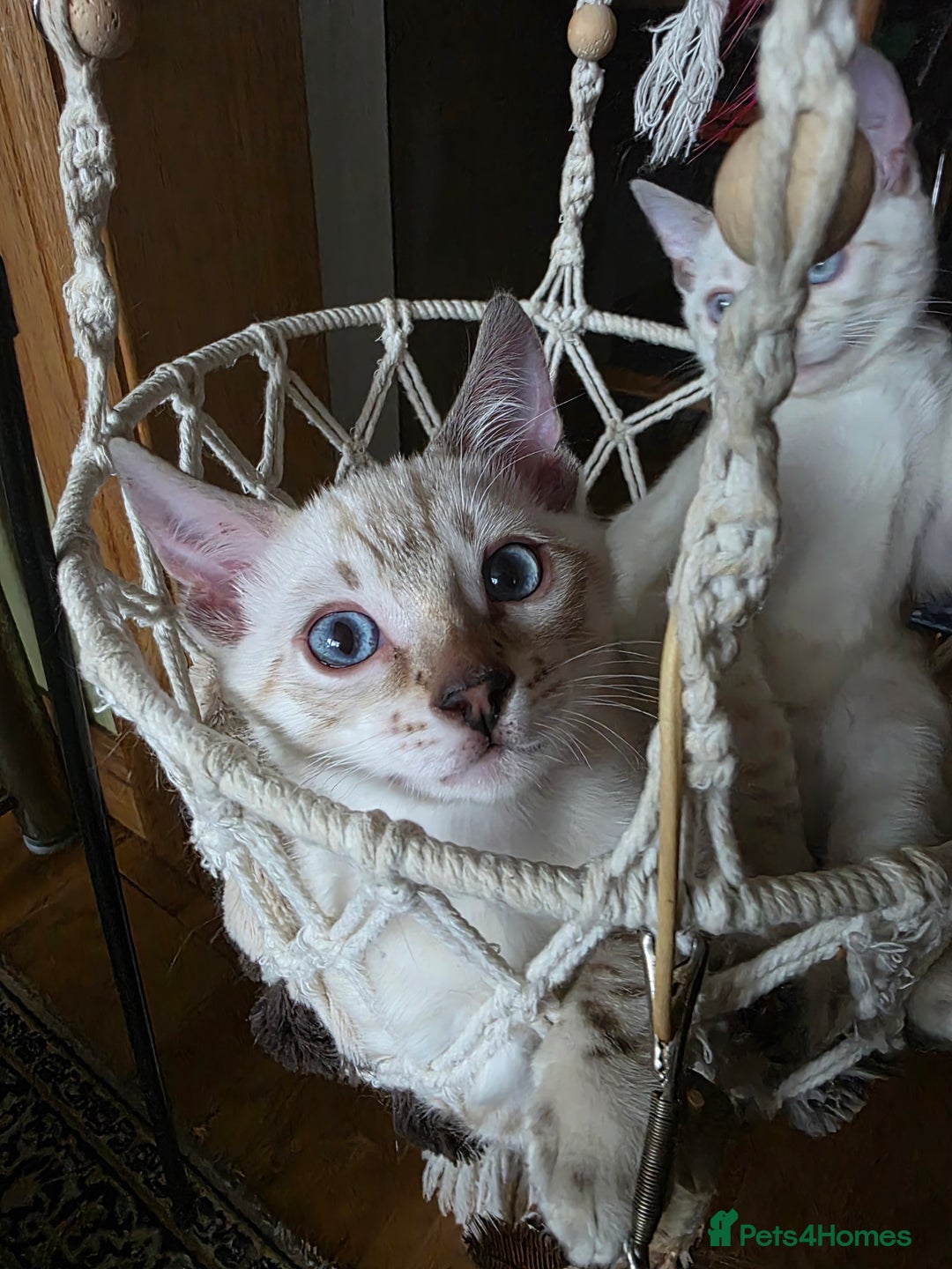 Bengal cats for sale: SNOW LYNX BENGAL KITTENS  - Image 6