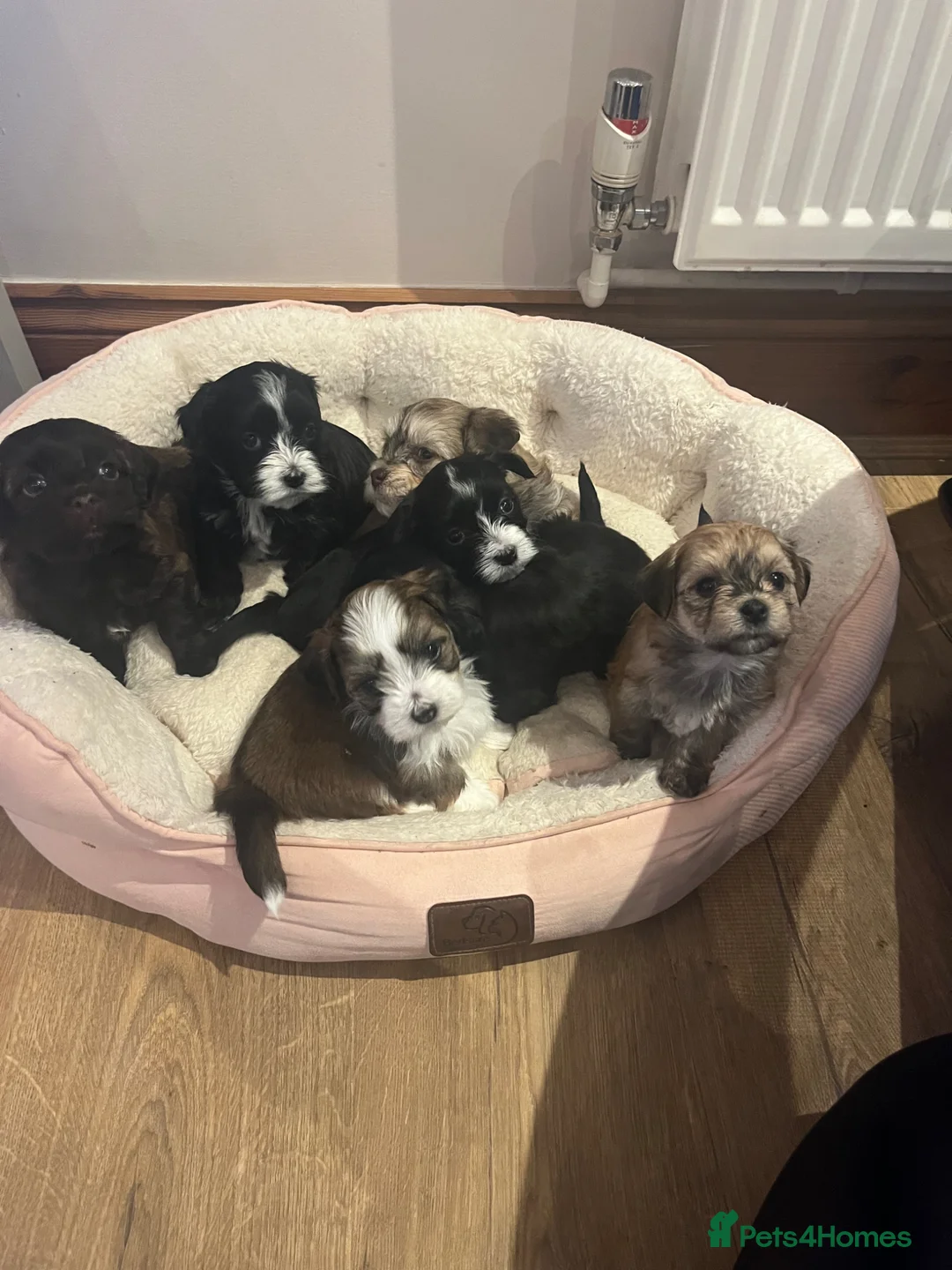 Havanese dogs for stud: Beautiful Bertie Available for Stud - Advert 6