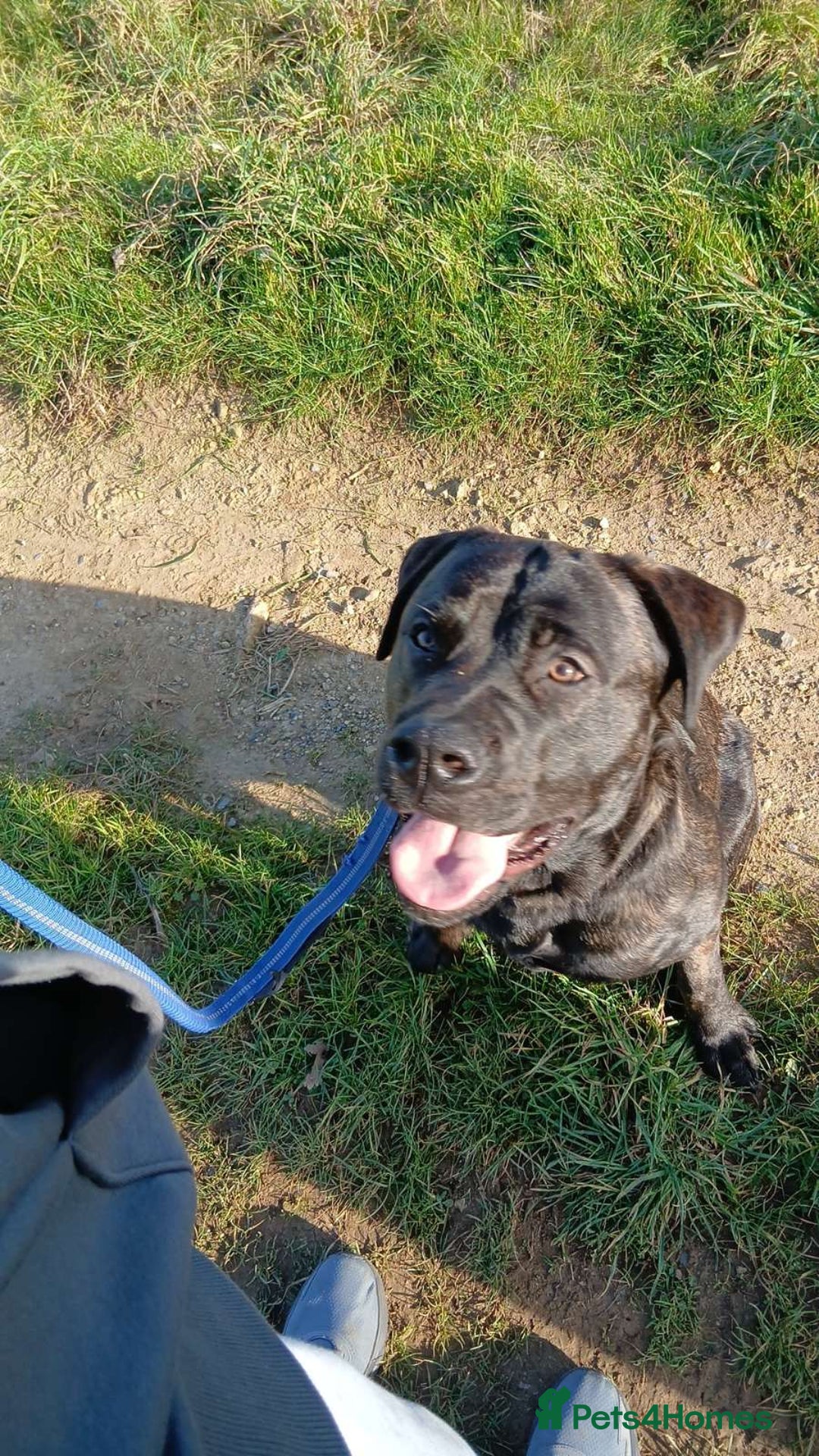 Mixed Breed dogs for sale: Tank  - Advert 2