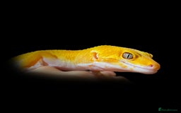 Leopard Gecko reptiles for sale: 2024 super sonic rainwater male leopard gecko - Image 6