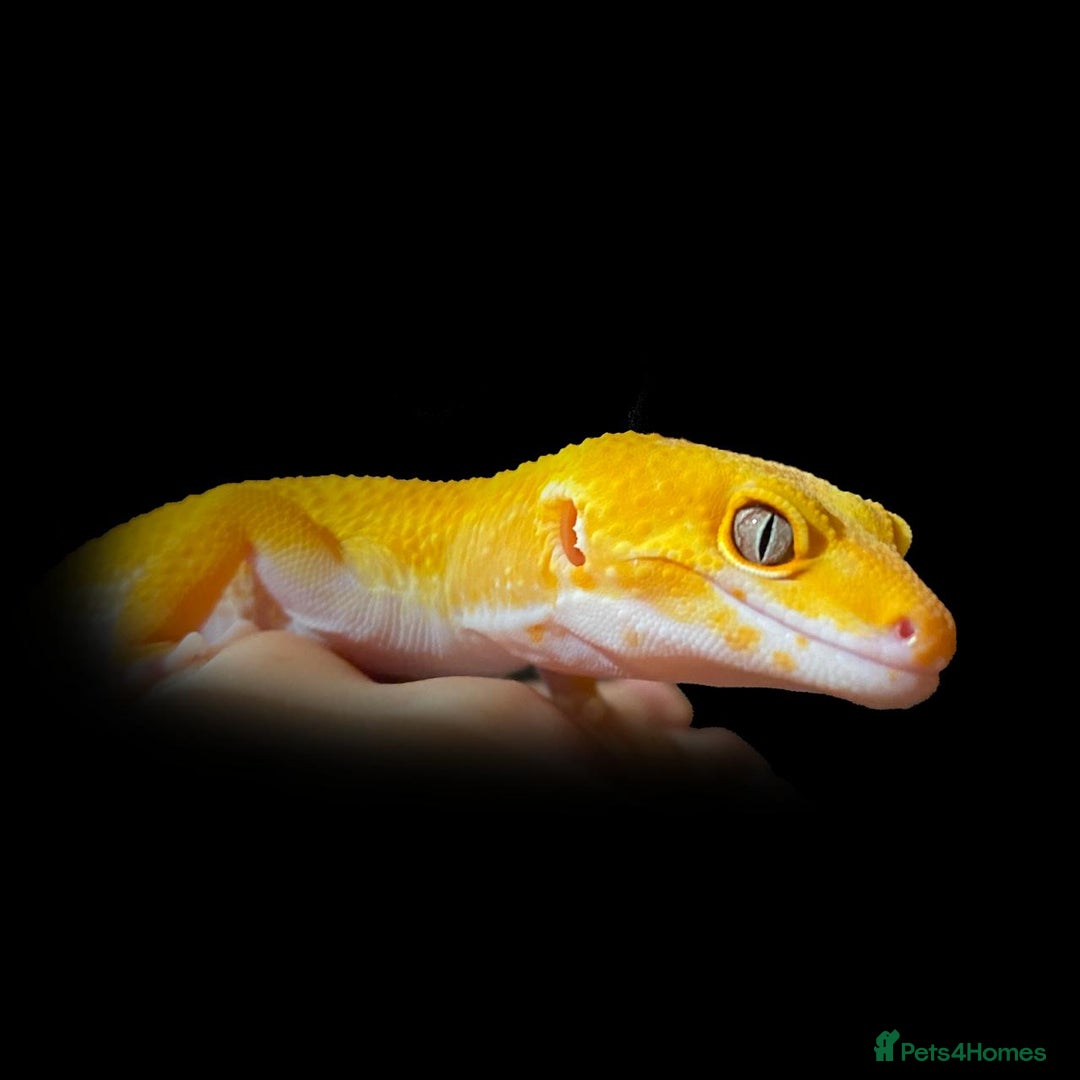 Leopard Gecko reptiles for sale: 2024 super sonic rainwater male leopard gecko - Image 6