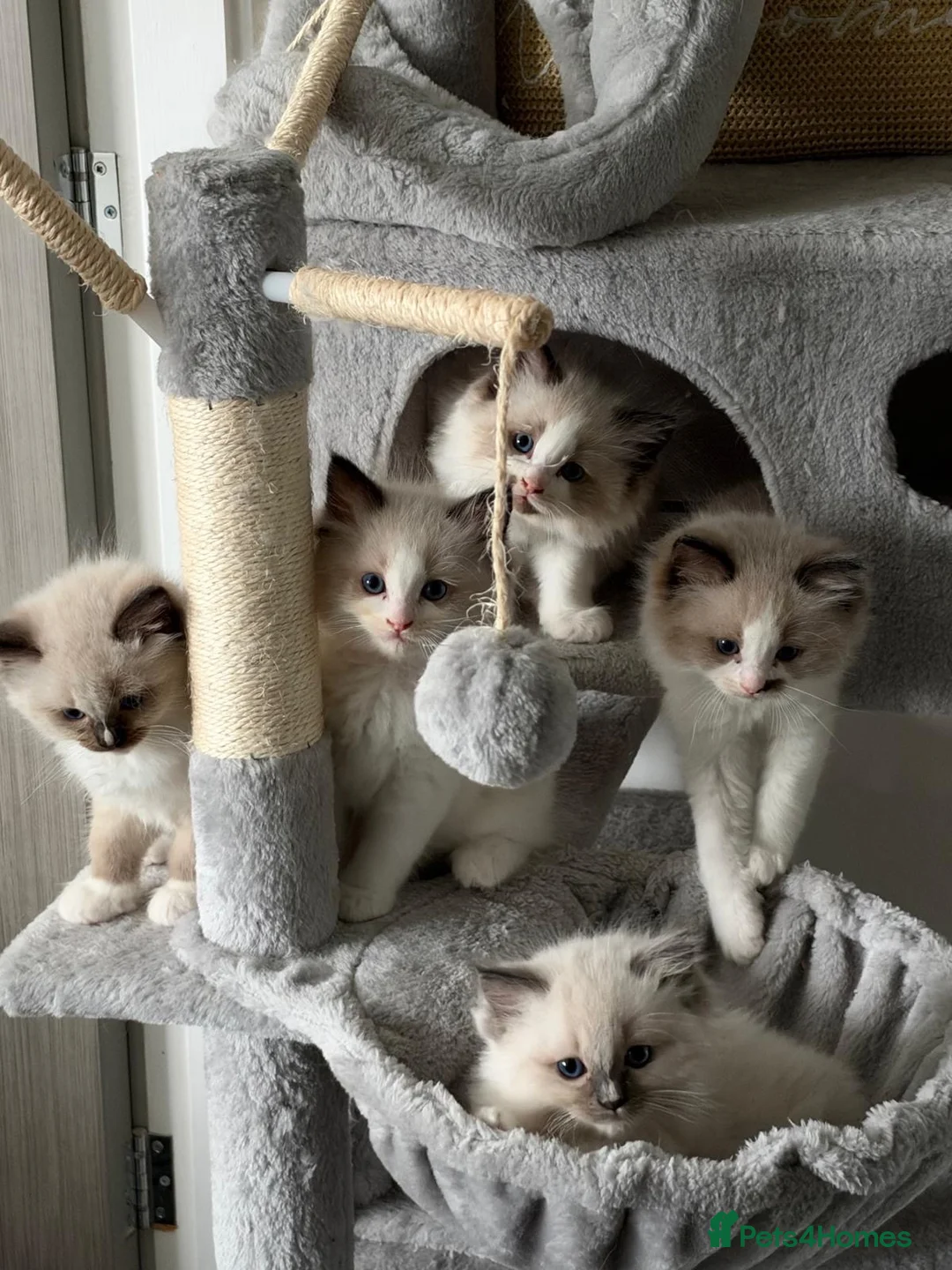 Ragdoll cats for sale: Seal Ragdoll Kittens in Bacup - Advert 17