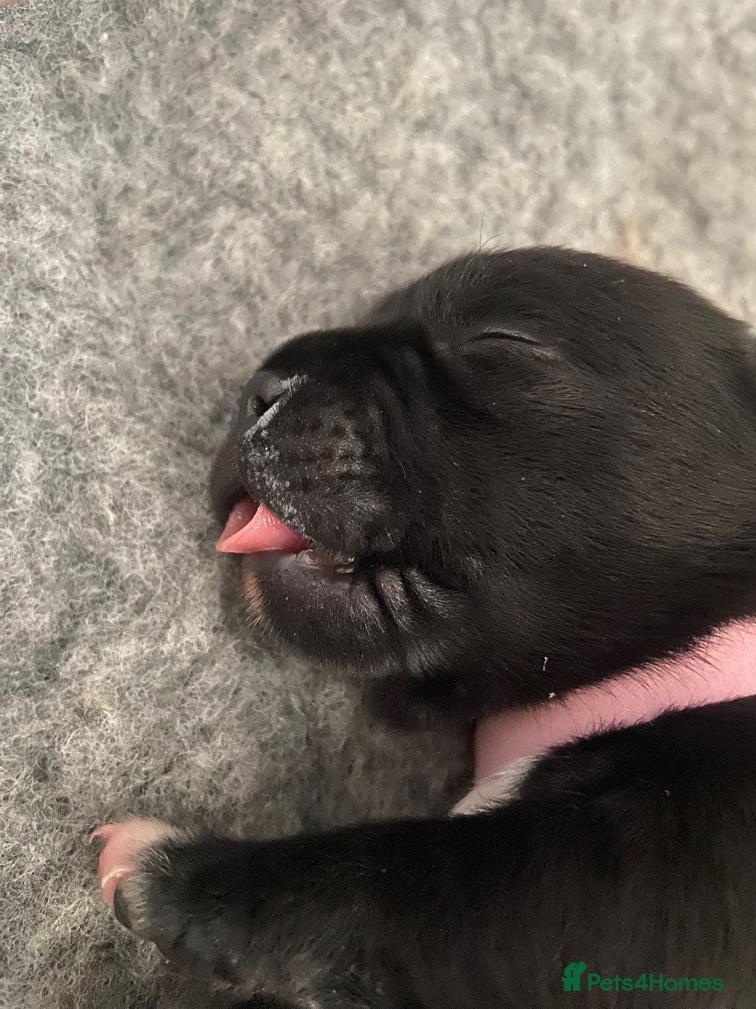 Staffordshire Bull Terrier dogs for sale: Beautiful Staffordshire bull terrier puppy’s  - Image 9