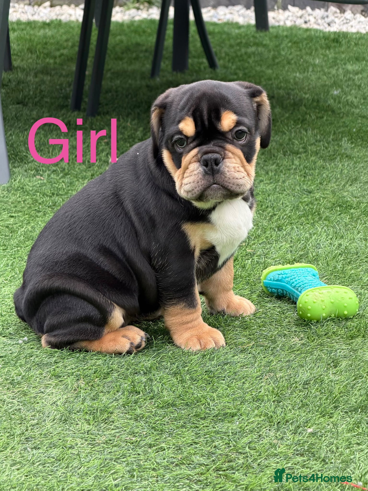 English Bulldog dogs (LAST 2 LEFT) Stunning English bulldog puppies  - Advert 1