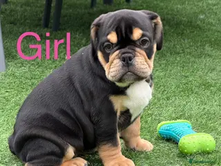 English Bulldog dogs (LAST 2 LEFT) Stunning English bulldog puppies - Advert 1