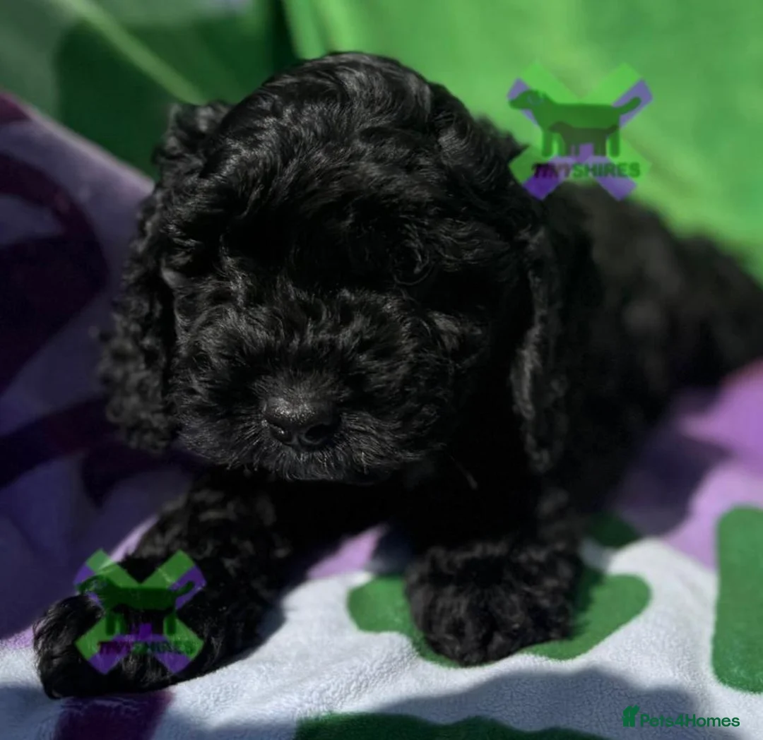 Cockapoo dogs for sale: F1 MINI COCKAPOO boy 30 dna tested - Advert 1