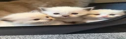 Ragdoll cats for sale: 4 WEEK OLD BEAUTIFUL RARE TICA RAGDOLL KITTENS ❤️  - Advert 2