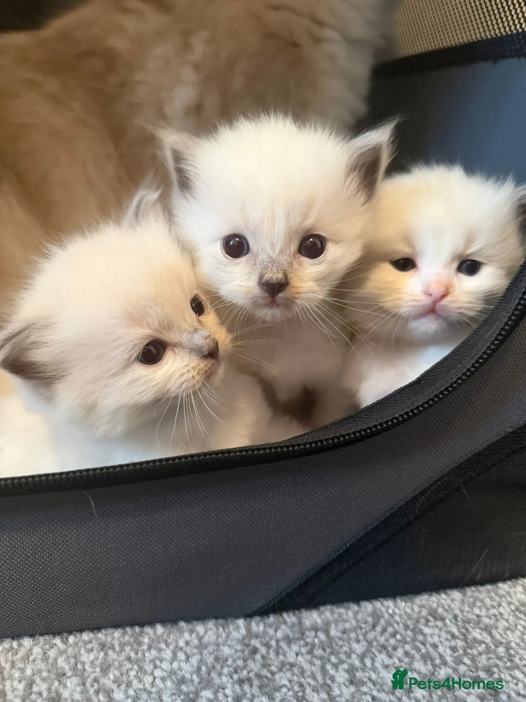 Ragdoll cats for sale: 4 WEEK OLD BEAUTIFUL RARE TICA RAGDOLL KITTENS ❤️  - Advert 2