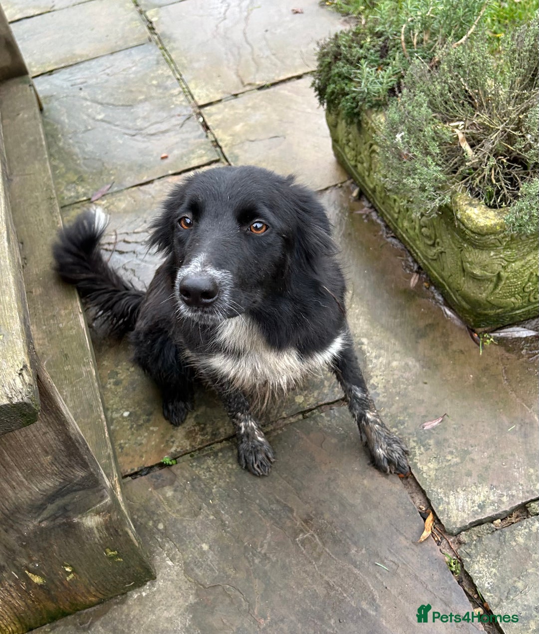 Mixed Breed dogs for sale: GORGEOUS COCKER SPANIEL/BORDER COLLIE PUPS - Advert 17